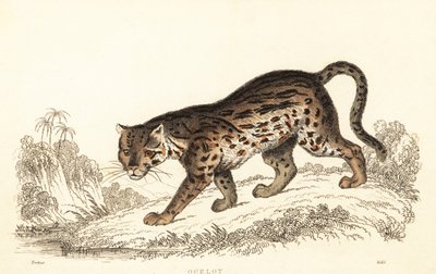 Ocelot, Leopardus pardalis (engraving) by William Alexander Forbes