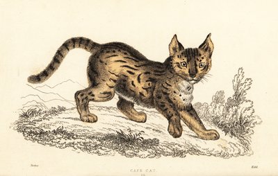 Serval, Leptailurus Serval, 1834 (engraving) by William Alexander Forbes