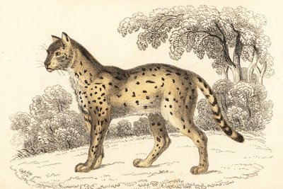 Serval, Leptailurus serval, 1834 (engraving) by William Alexander Forbes