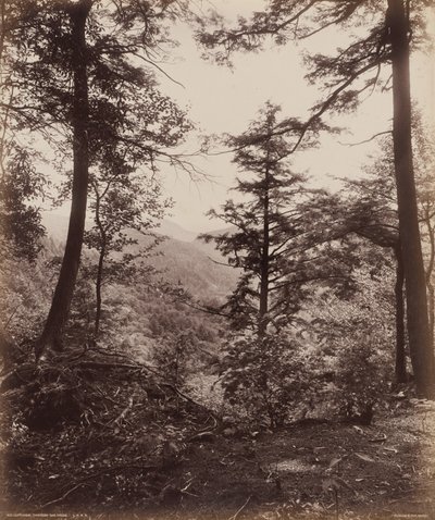 Cliff View, Through the Trees by William H. Rau