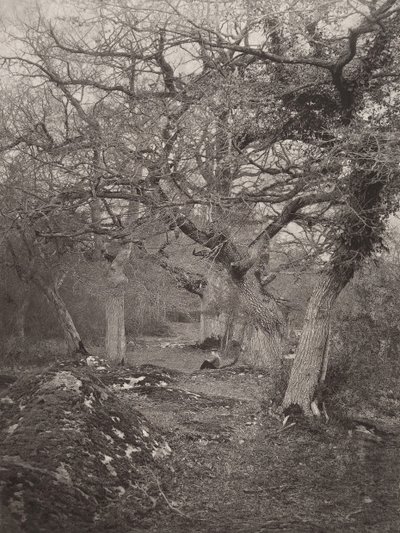 Forest of Fontainebleau, 1870s by William Harrison