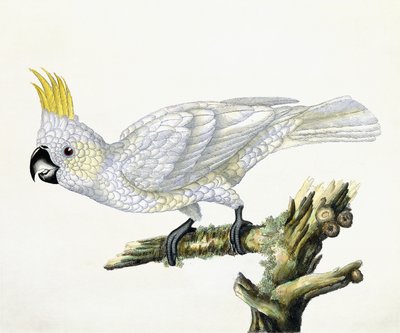 Cockatoo, 1779 by William Hayes