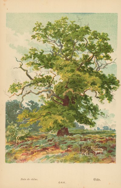 Oak by William Henry James Boot