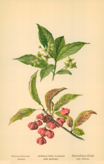 Spindle-Tree Flowers and Berries by William Henry James Boot