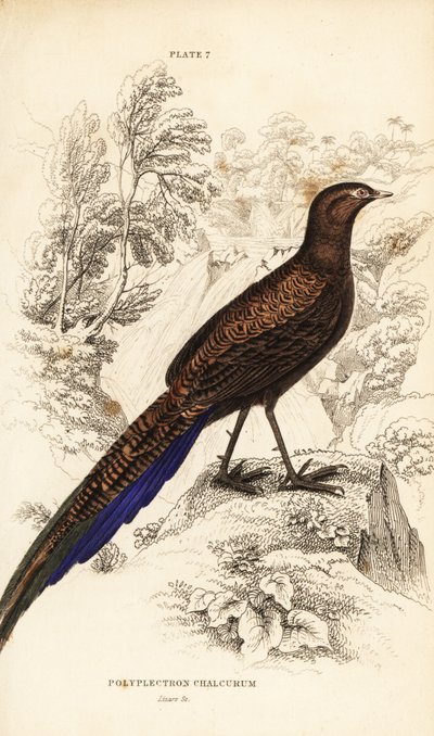 Bronze-tailed peacock-pheasant or Sumatran peacock-pheasant by William Home Lizars