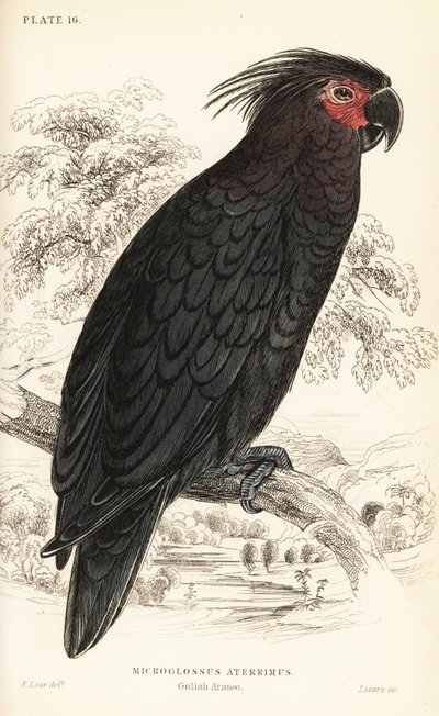 Palm cockatoo by William Home Lizars