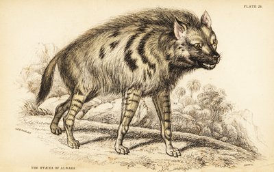 Striped hyena, Hyaena hyaena by William Home Lizars