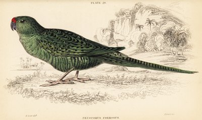 Western ground parrot by William Home Lizars