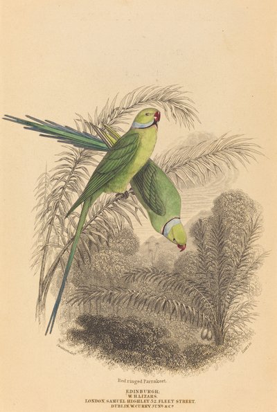 Red Ringed Parakeet by William Home Lizars after William Swainson