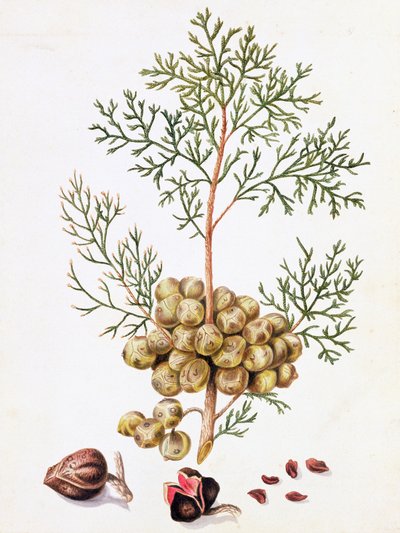 Cypress Leaf and Nuts by William Hooker