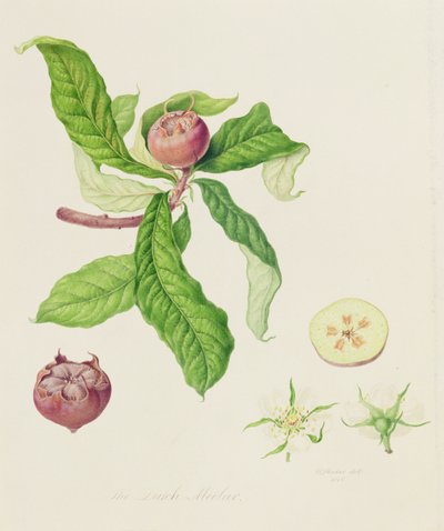 The Dutch Medlar by William Hooker