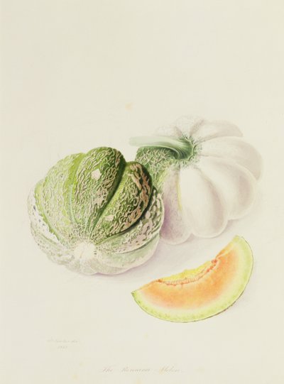 The Romana Melon by William Hooker