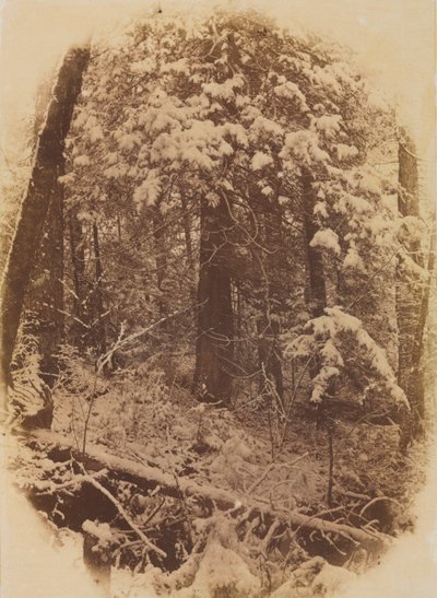 Untitled (Woods in Snow) by William James Stillman