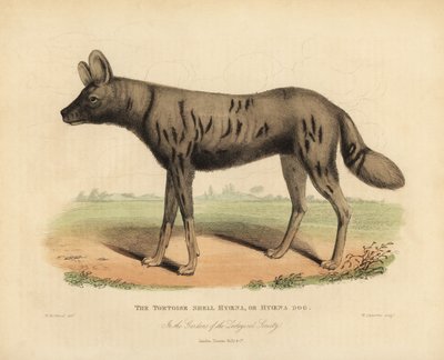 African Hunting Dog by William Smellie