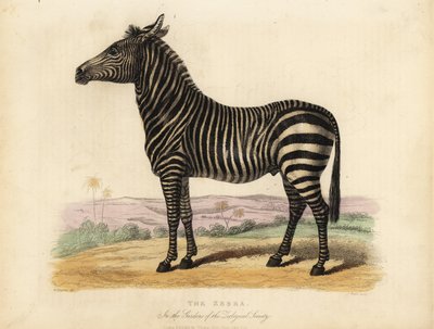 Plains Zebra, Equus Quagga by William Smellie