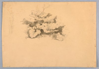 Study of Foliage by William Stanley Haseltine