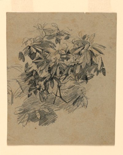 Study of Foliage by William Trost Richards