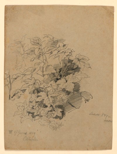 Study of Foliage by William Trost Richards