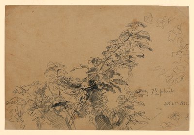 Study of Foliage by William Trost Richards