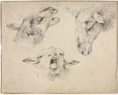 Sheep Heads by Wouter Verschuur