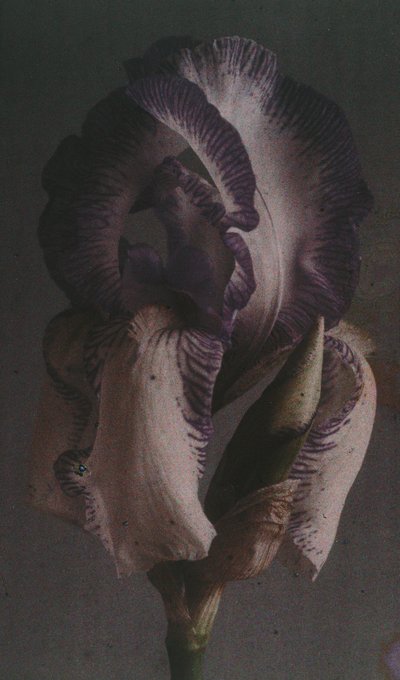 Iris germanica by Frederick (attr. to) Barnard