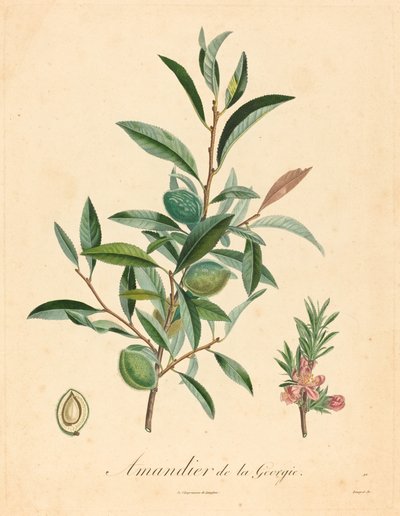 Georgian Almond Tree by after A. Poiteau