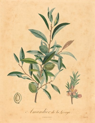 Georgian Almond Tree by after A. Poiteau