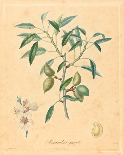 Almond Pistachio by after A. Poiteau
