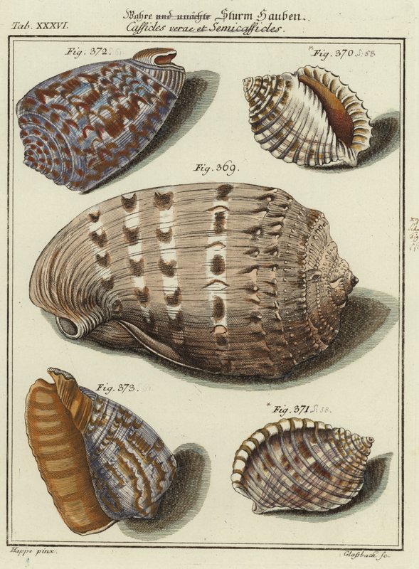 Shells by (after) German School