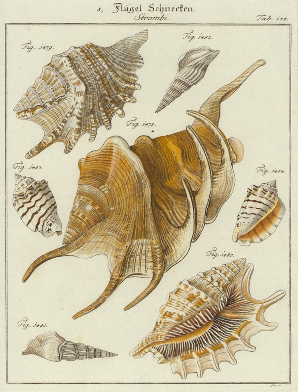 Shells by (after) German School