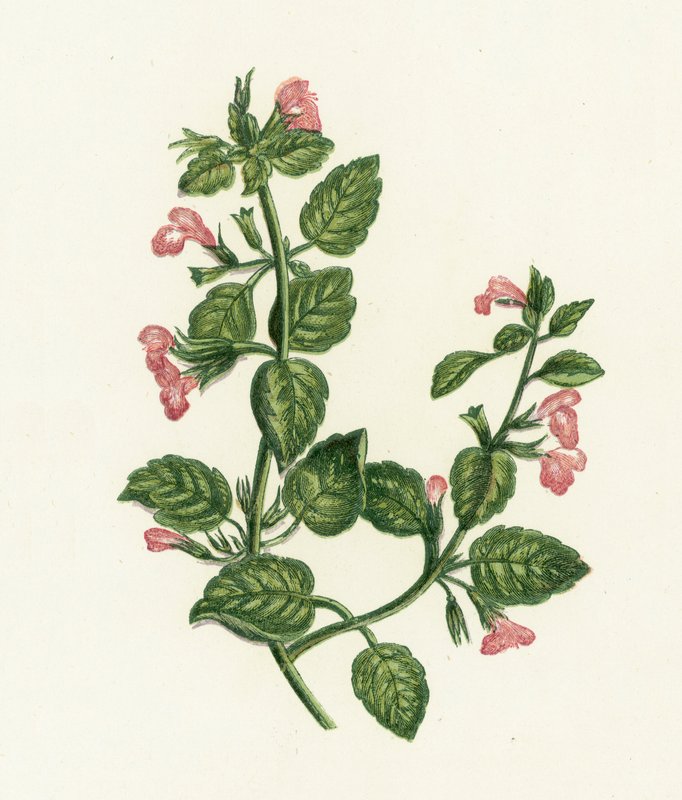 Common Calamint by English School
