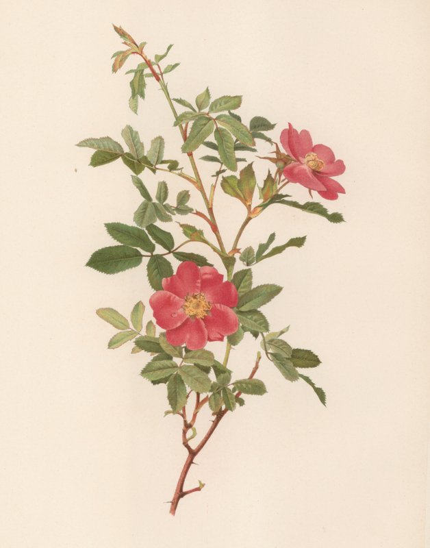 English Rose by English School