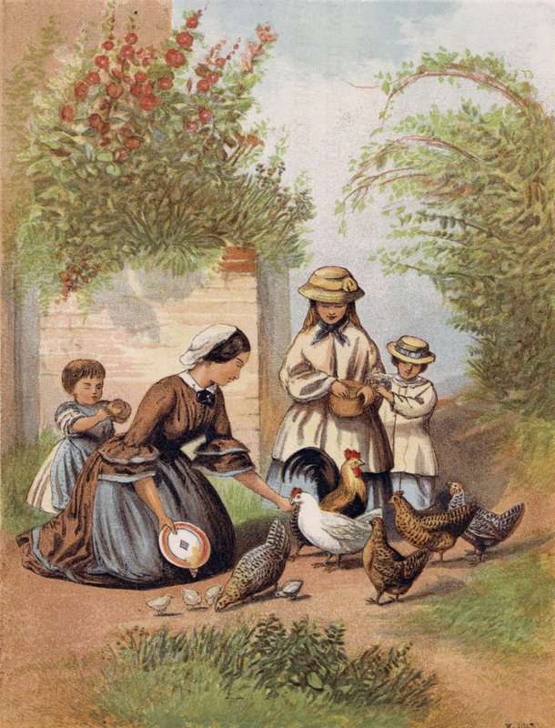 Feeding the Chickens by English School
