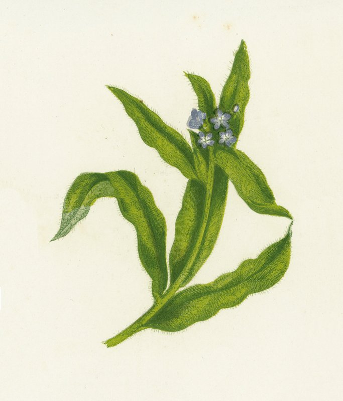 Small Bugloss by English School