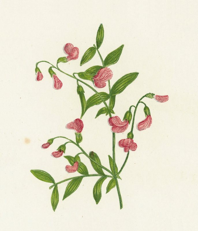 Tuberous Bitter Vetch by English School