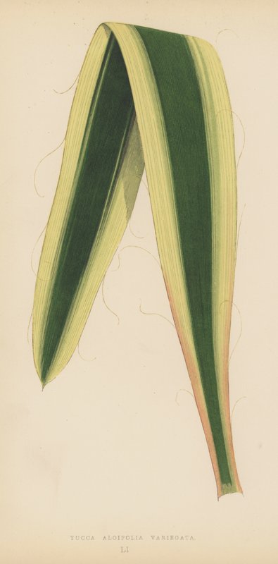 Yucca Aloifolia Variegata by English School