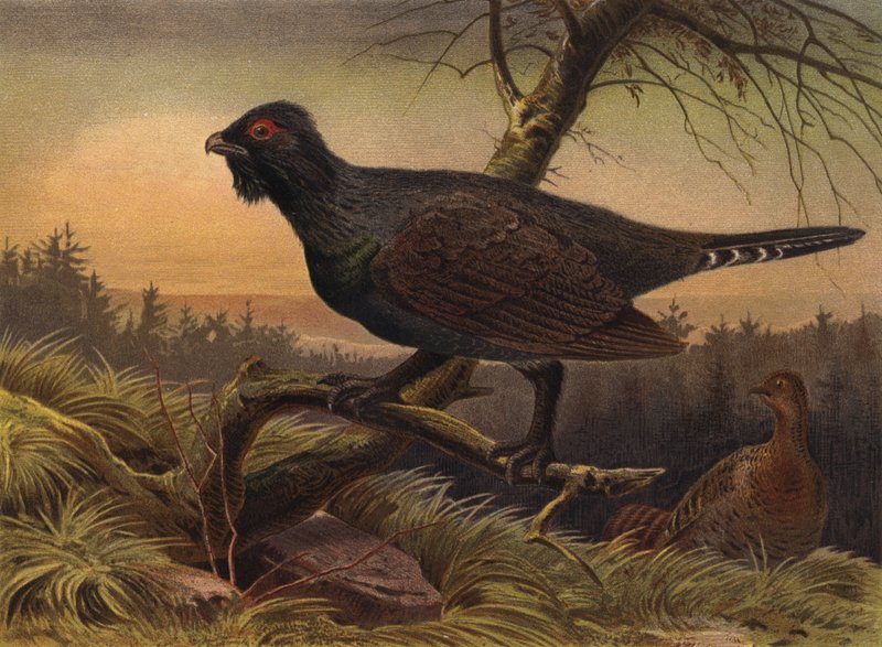 Capercaillie by European School
