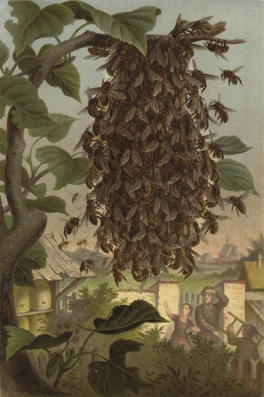 Bee Cluster, Swarm by European School