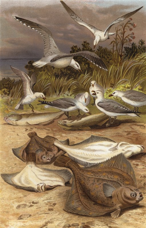 Plaice by European School
