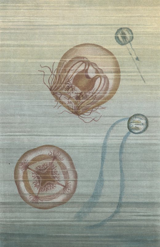 Floating Jellyfish by European School