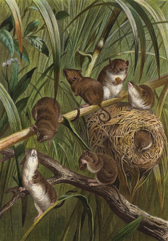 Pygmy Mouse by European School