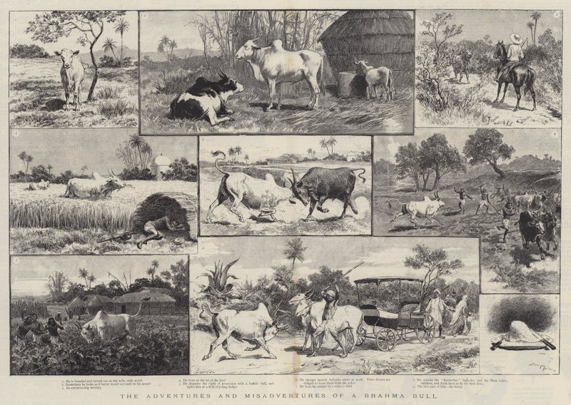The Adventures and Misadventures of a Brahma Bull by Adrien Emmanuel Marie