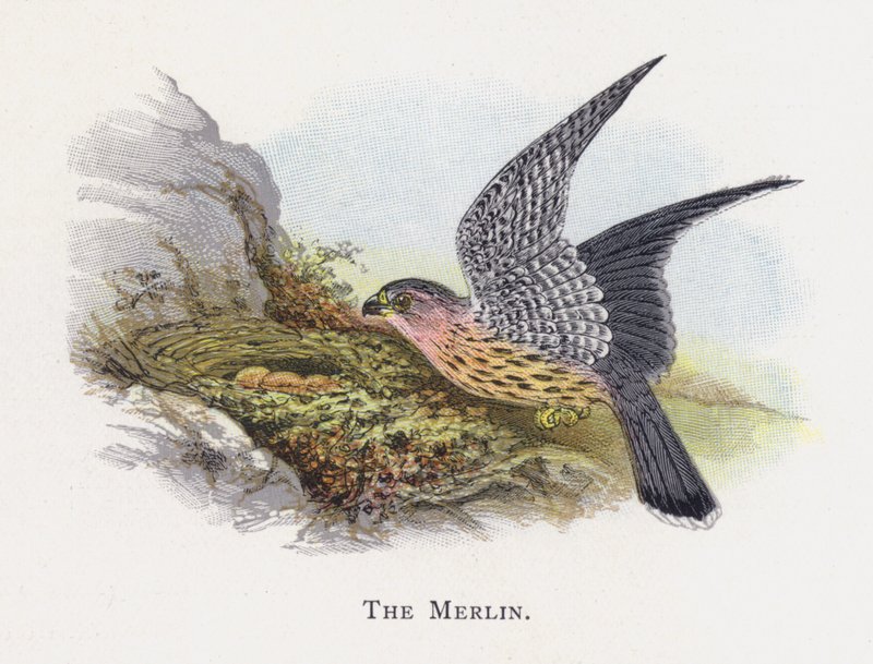 The Merlin by Alexander Francis Lydon