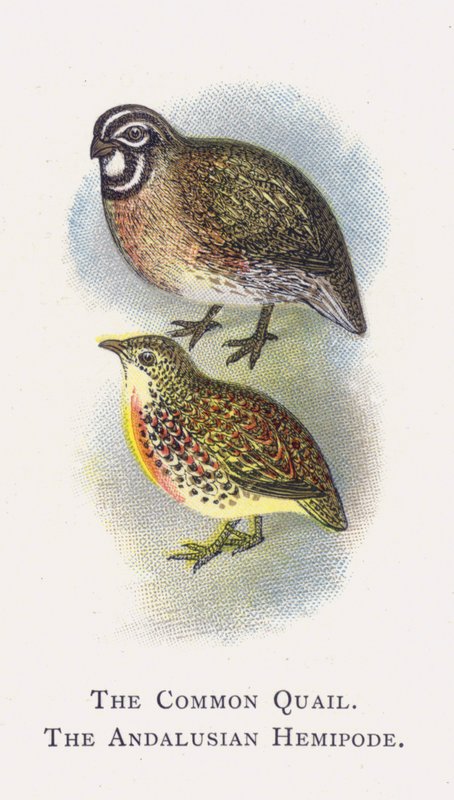 The Common Quail, The Andalusian Hemipode by Alexander Francis Lydon
