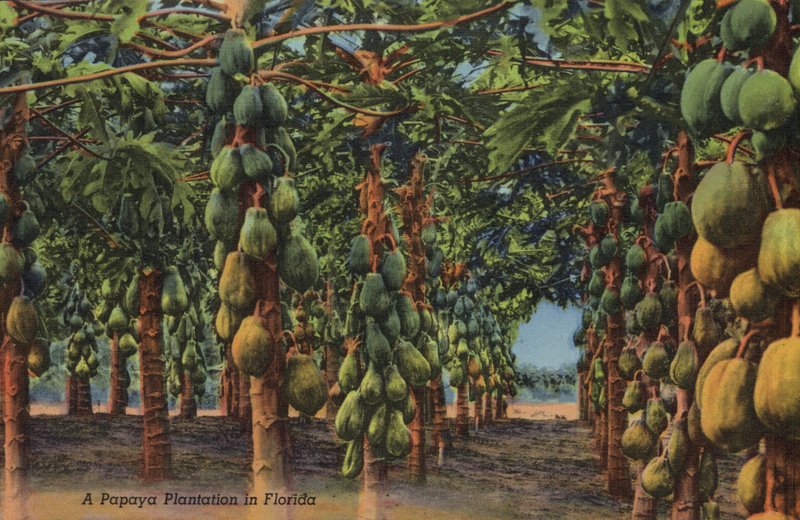 Papaya plantation, Florida by American Photographer (after)