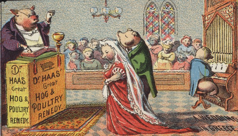 Hogs Getting Married by American School
