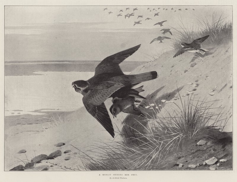 A Merlin Seizing Her Prey by Archibald Thorburn