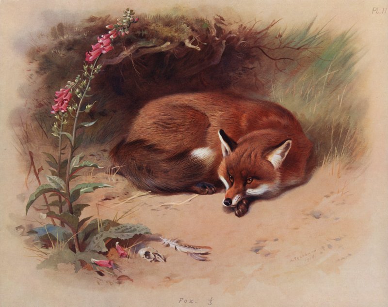 Fox by Archibald Thorburn