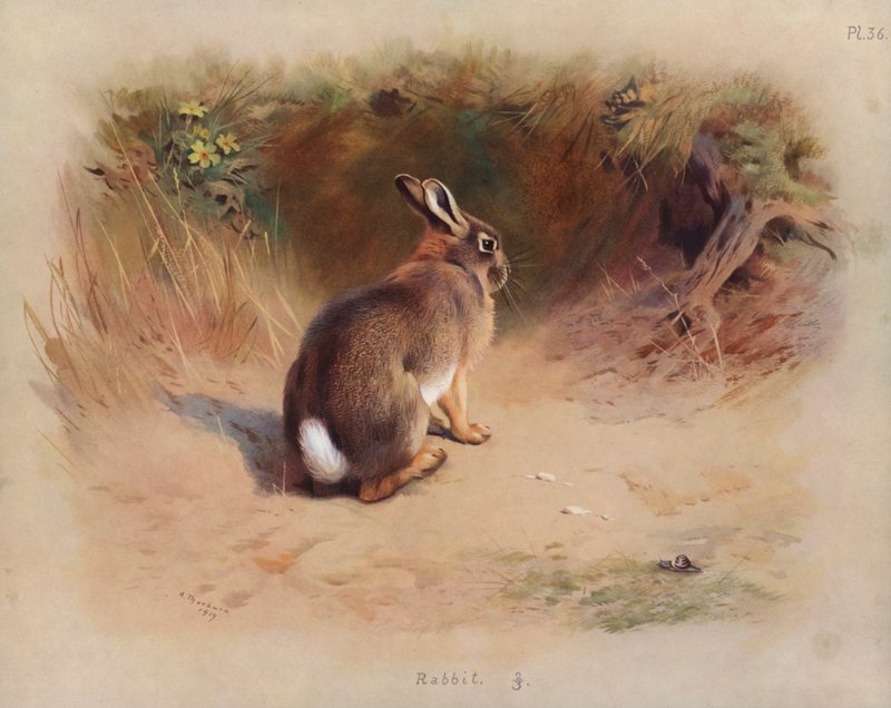 Rabbit by Archibald Thorburn