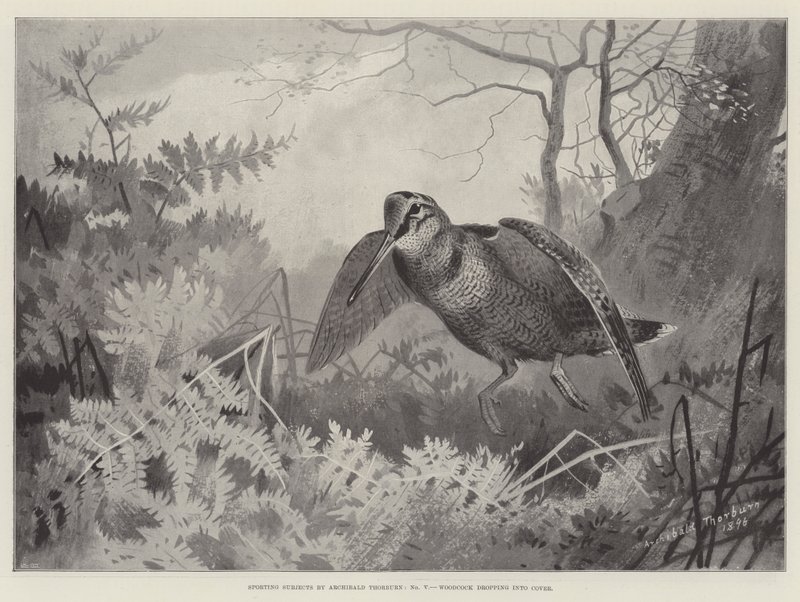 Sporting Subjects, Woodcock Dropping into Cover by Archibald Thorburn
